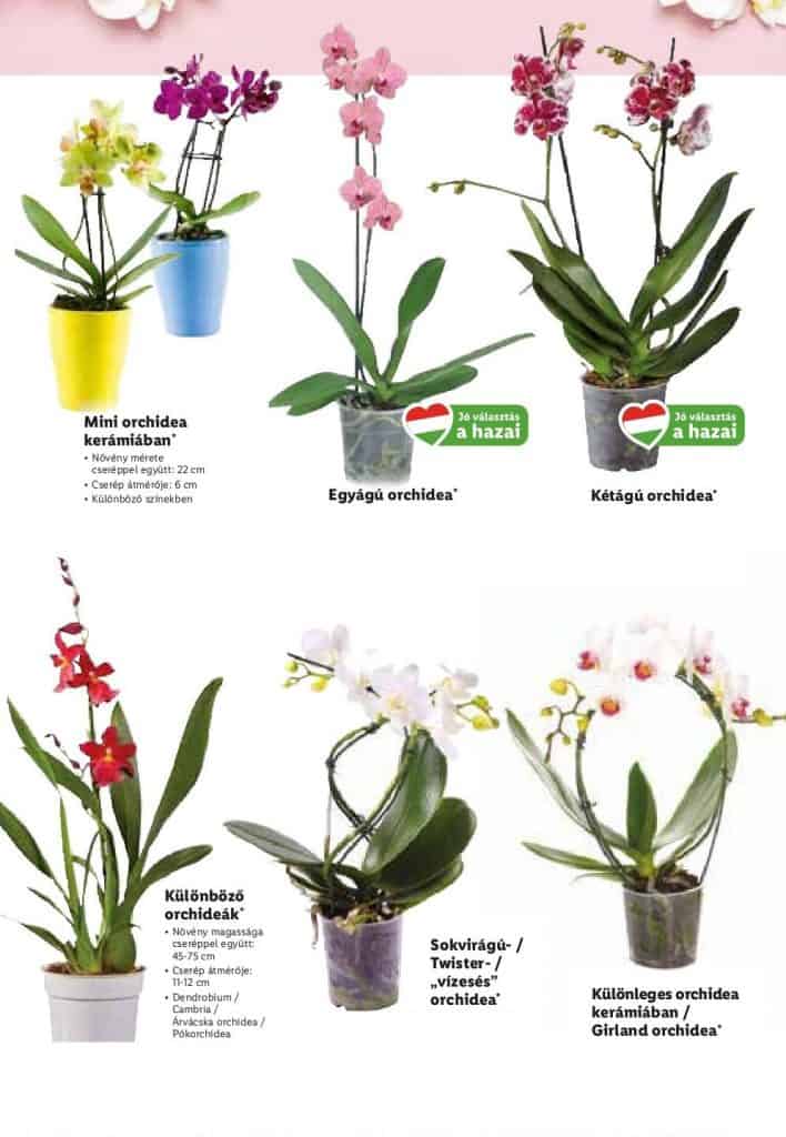 Lidl orchidea virágok különleges alkalmakra Akciósújság.info