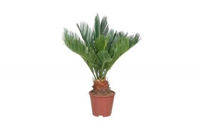 Cikász pálma a Lidl kínálatában – Trópusi érzés a lakásban