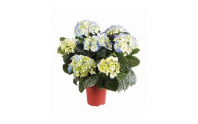 Lidl hortenzia választék – szemet gyönyörködtető virág