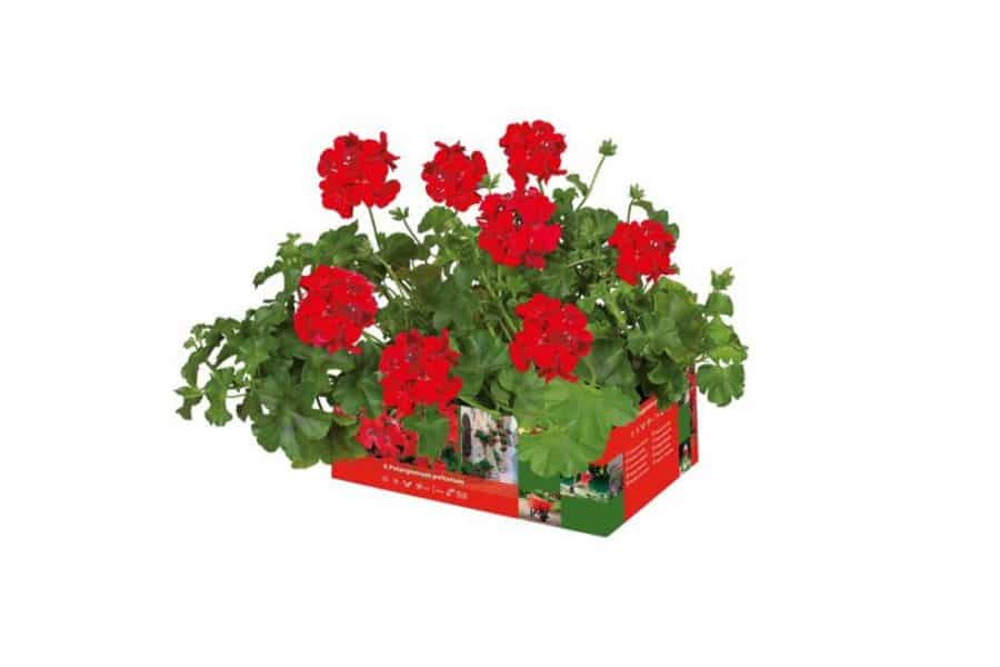 lidl muskátli akció